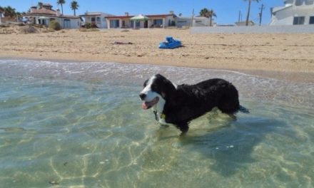 Dogs like the beach too!
