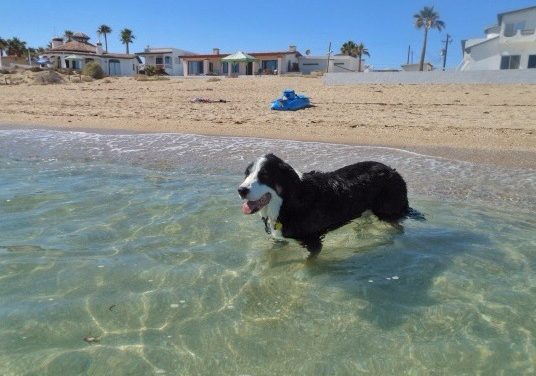 Dogs like the beach too!