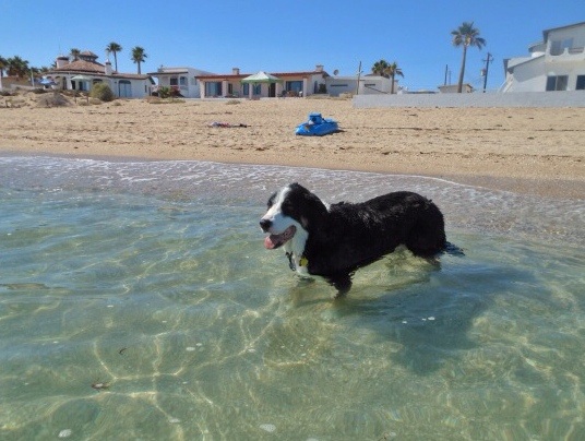 Dogs like the beach too!