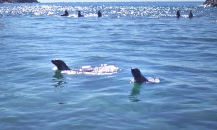 Swimming with Sea Lions