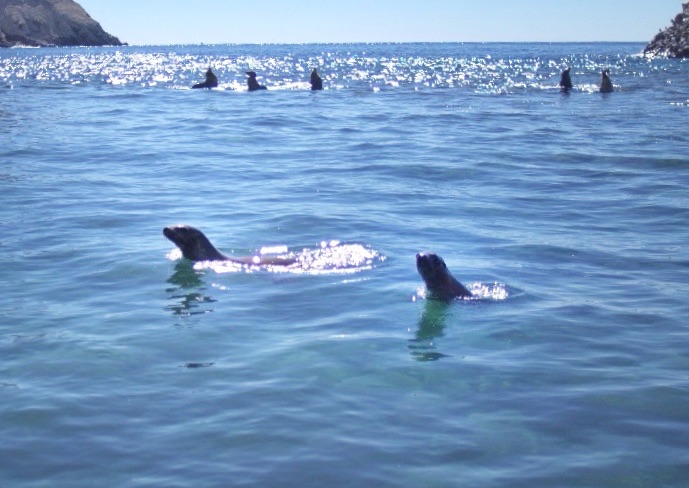 Swimming with Sea Lions