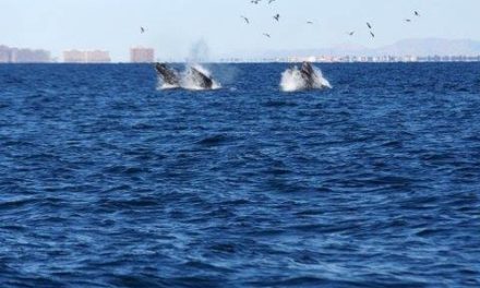 The wait is over – whales return to Rocky Point