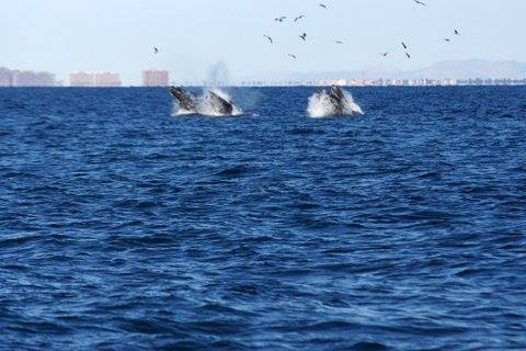 The wait is over – whales return to Rocky Point