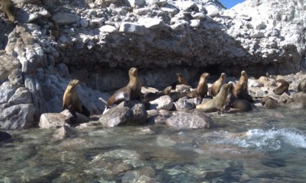 Swimming with Sea Lions