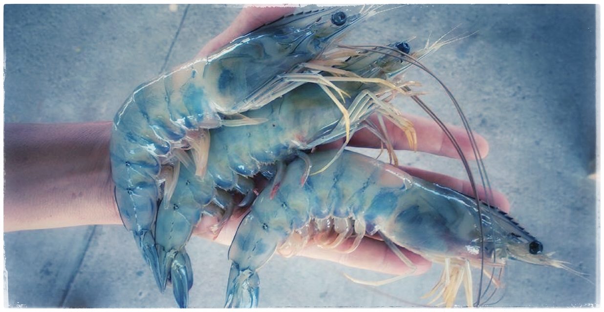 Shrimp season begins in Rocky Point