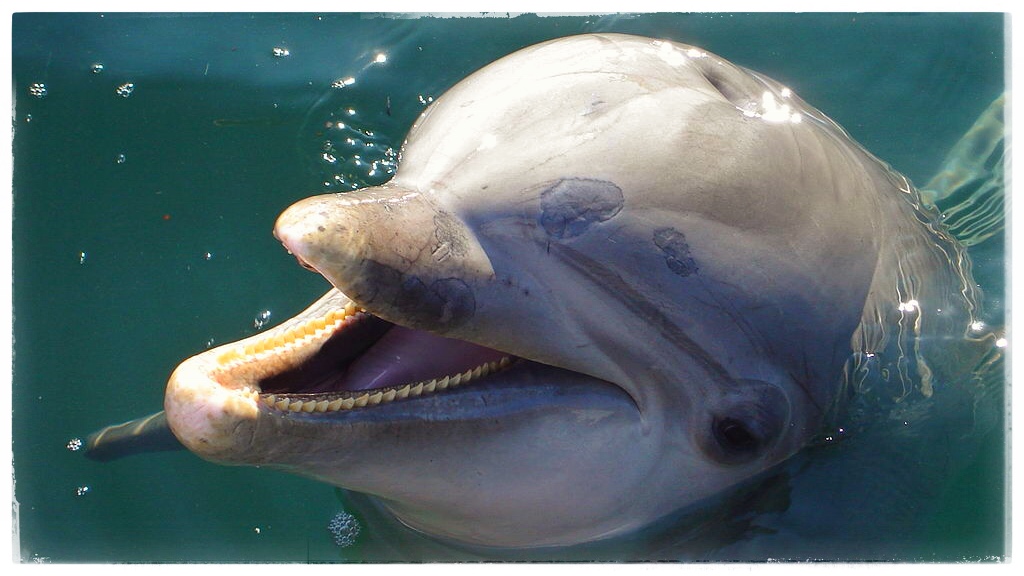 U.S. Navy sending dolphins to help rescue endangered Vaquita Marina