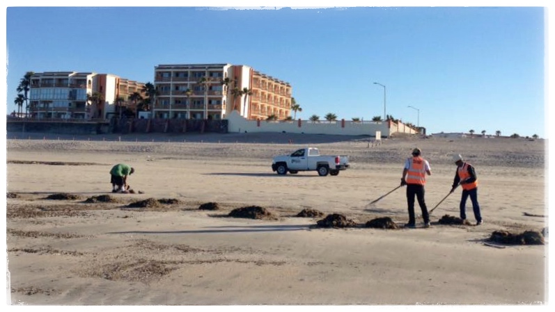 Never ending story; keeping our beaches clean.