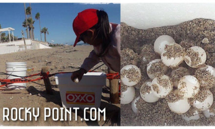 63 Sea Turtle eggs saved