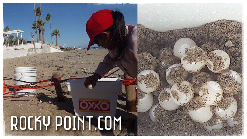 63 Sea Turtle eggs saved