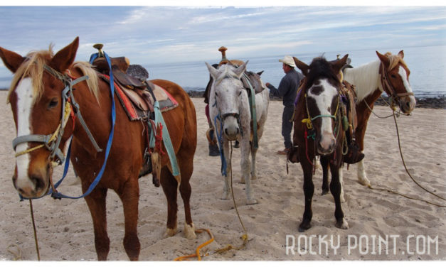 Waiting for riders. Las Conchas Beach. photo Richard Scott