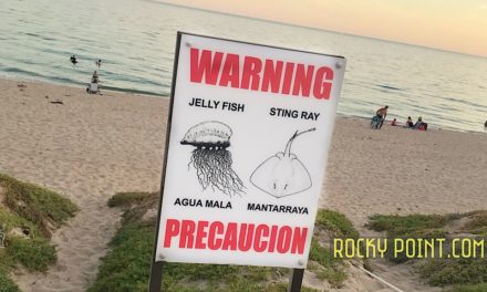 Watch out! Stingray & Jelly fish report