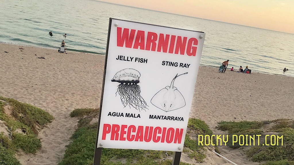 Watch out! Stingray & Jelly fish report