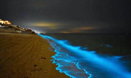 Bioluminescence lights up beach