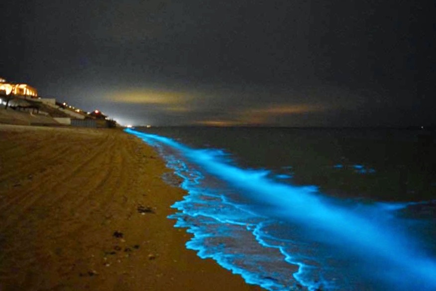 Bioluminescence lights up beach