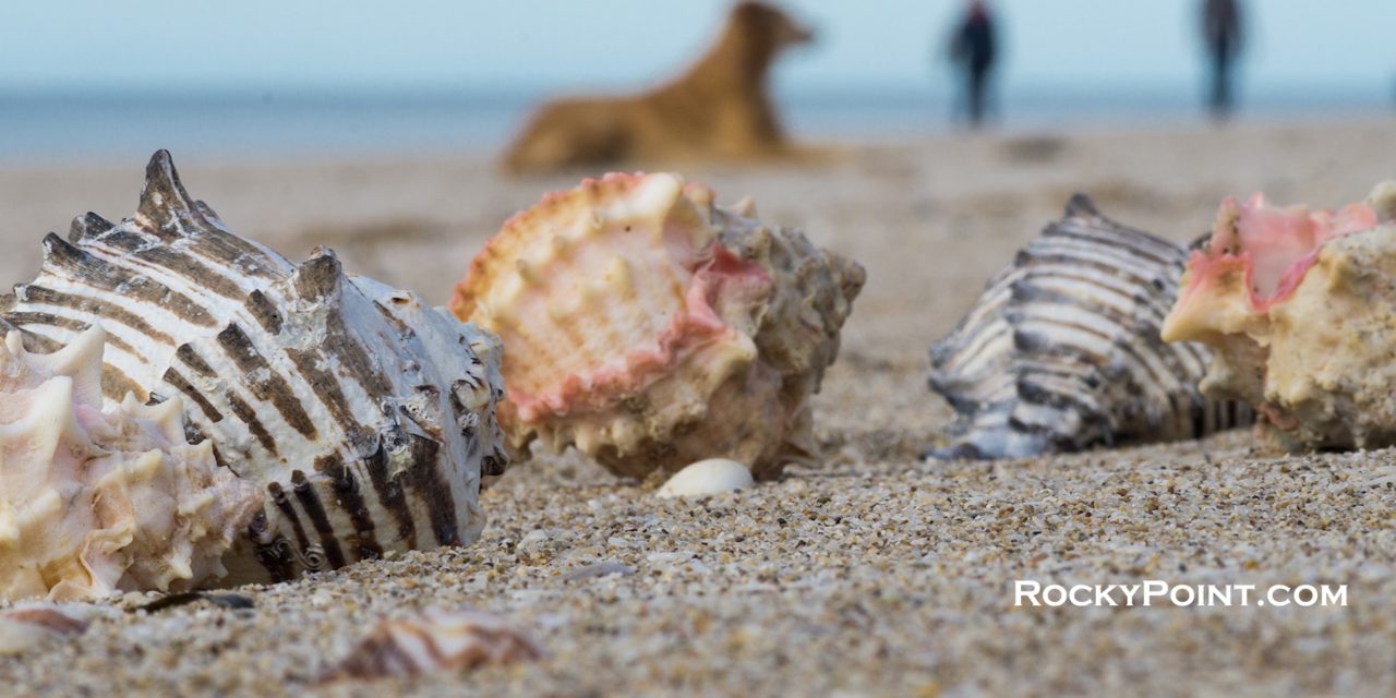 Gifts from the Sea