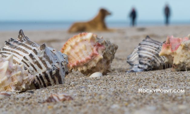 Gifts from the Sea