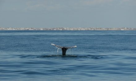 The whales are back!